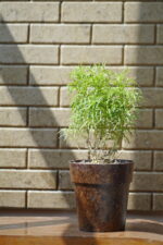 10-Inch Coir Pot (Set of 5)